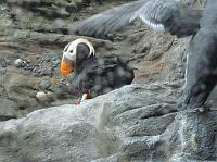 IMG_1309 Tufted puffin